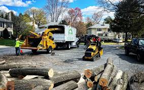  Opa Locka, FL Tree Removal Pros