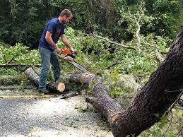 Best Leaf Removal  in Opa Locka, FL