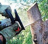 Best Firewood Processing and Delivery  in Opa Locka, FL