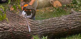 Best Utility Line Clearance  in Opa Locka, FL