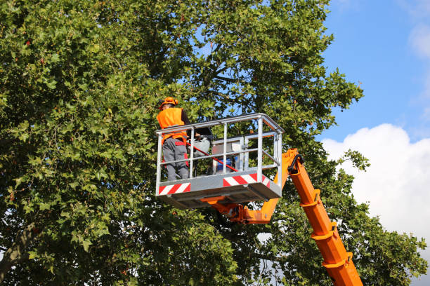 Best Aeration Services  in Opa Locka, FL