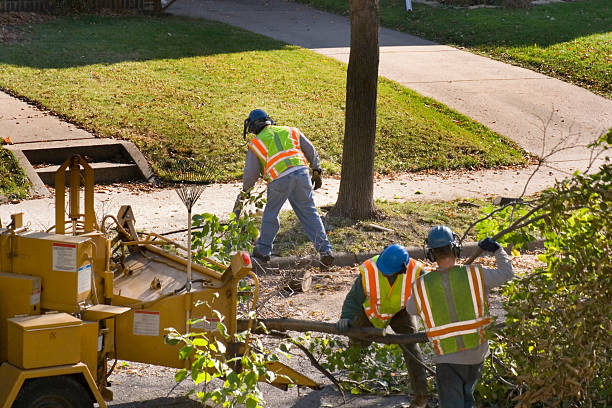 Best Storm Damage Tree Cleanup  in Opa Locka, FL