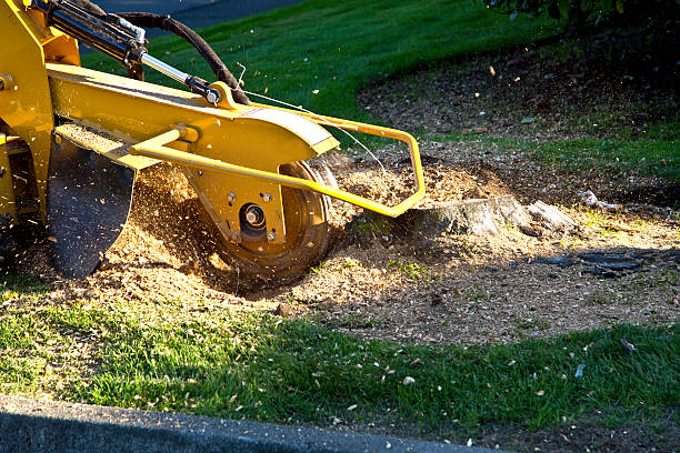 Best Soil Testing and Treatment  in Opa Locka, FL